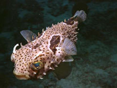 Fish