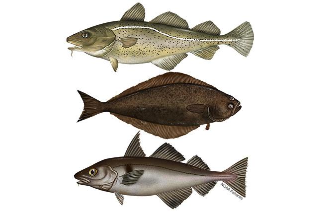 Estimates of fishing (F, grey squares) and total mortality rates (Z